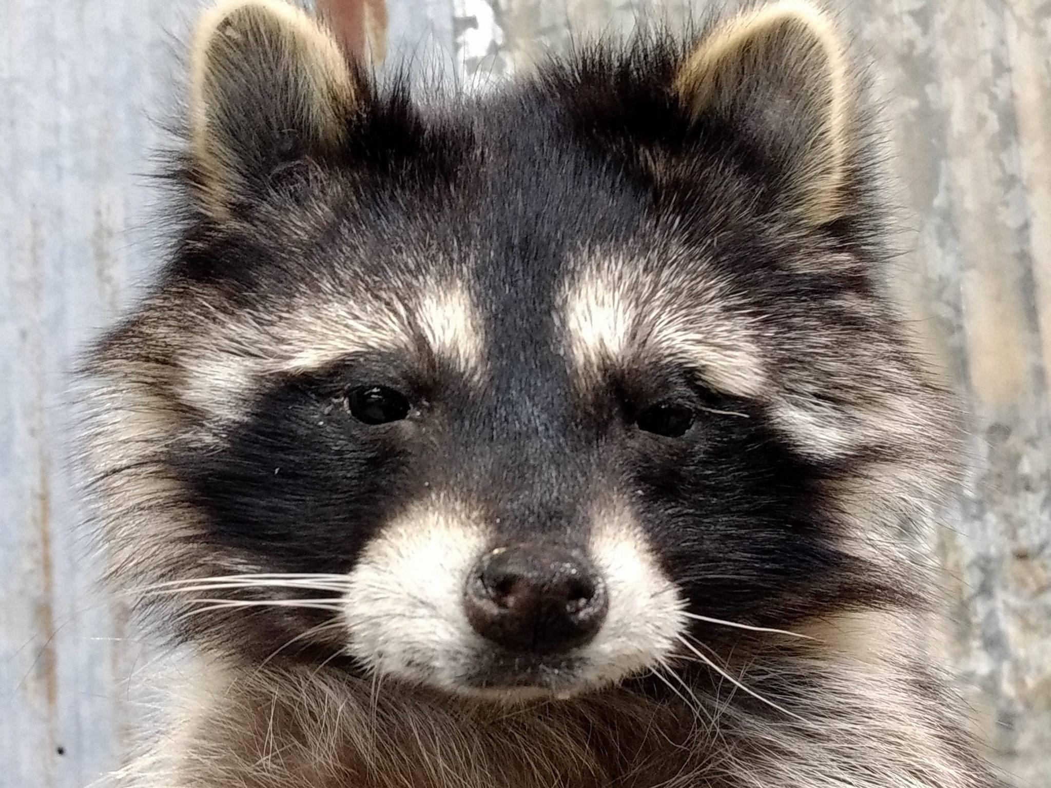 Full Body Mount Raccoon Eating Candy