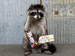 Full Body Mount Raccoon Eating Candy