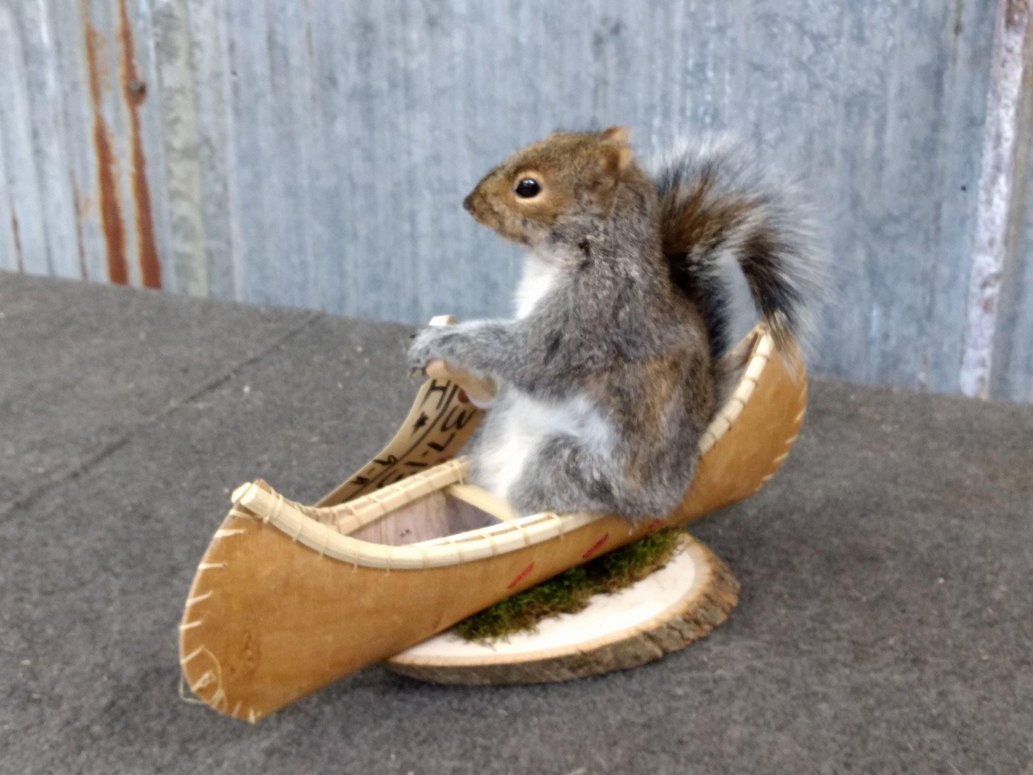 Squirrel In A Birch Bark Canoe New Mount 9" tall X 14" long