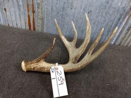 85" Gross Canadian Whitetail Shed Great Color, Beading, & veining