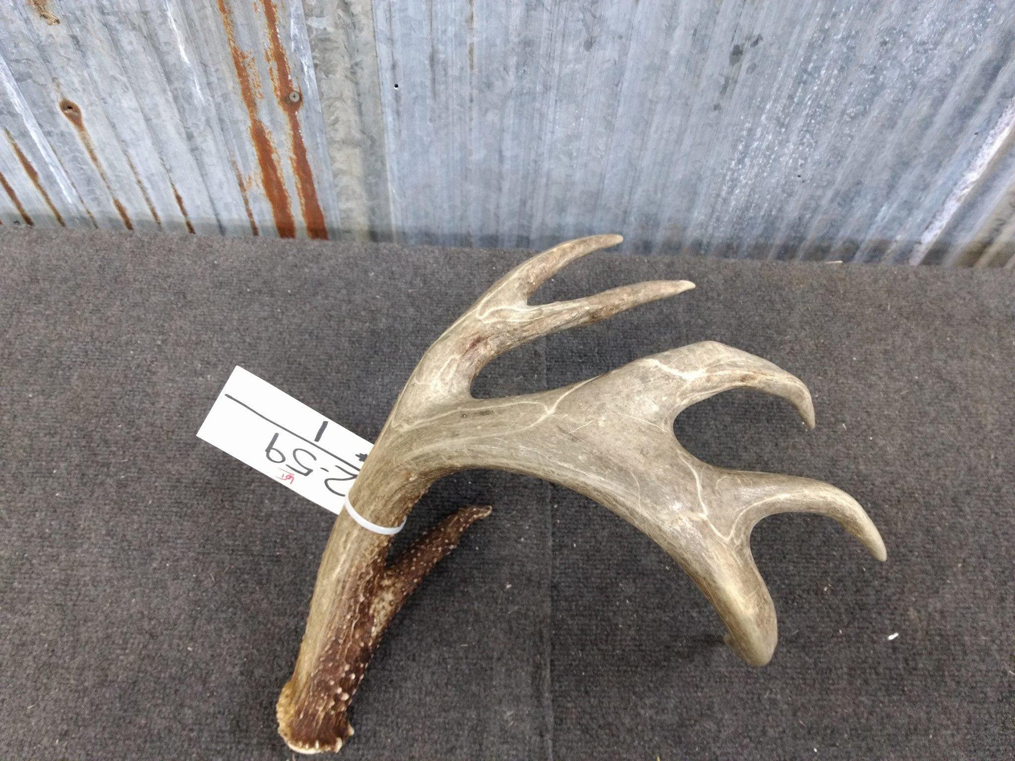 85" Gross Canadian Whitetail Shed Great Color, Beading, & veining