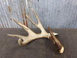 85" Gross Canadian Whitetail Shed Great Color, Beading, & veining