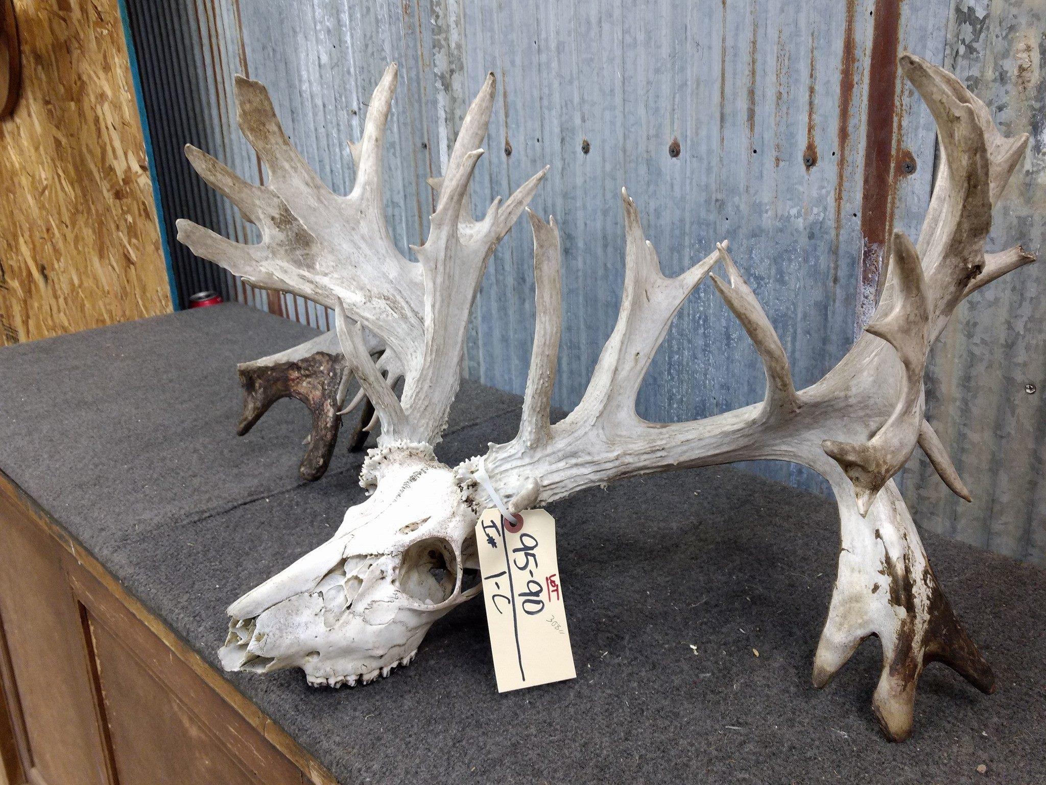 308" Whitetail Rack On Skull Drop Tines Lots Of Extras 