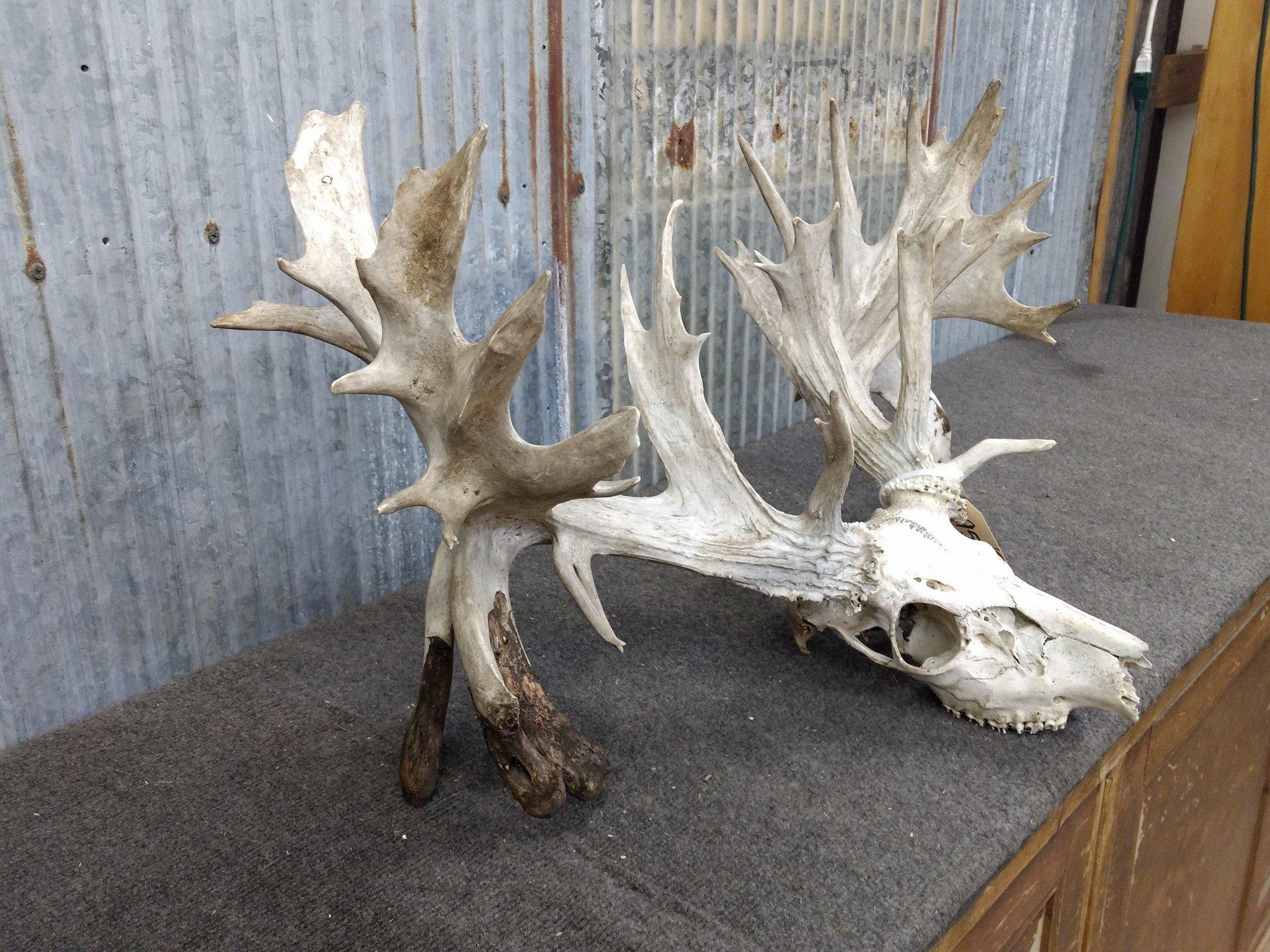 308" Whitetail Rack On Skull Drop Tines Lots Of Extras 