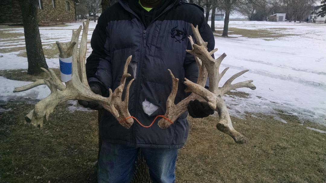 285" Whitetail Cut Off Antlers