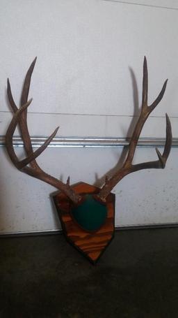 Great tall dark color mule deer rack 5x5 with brows 23" tall.