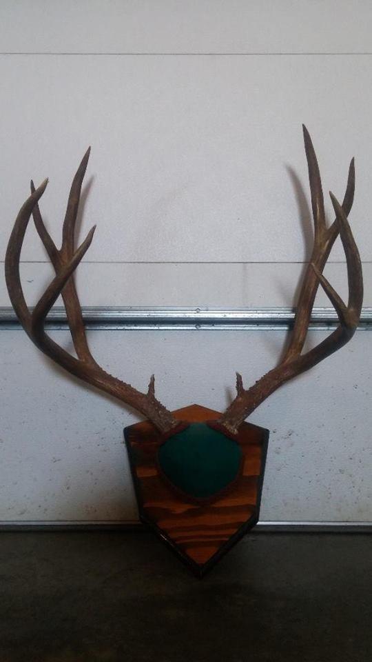 Great tall dark color mule deer rack 5x5 with brows 23" tall.