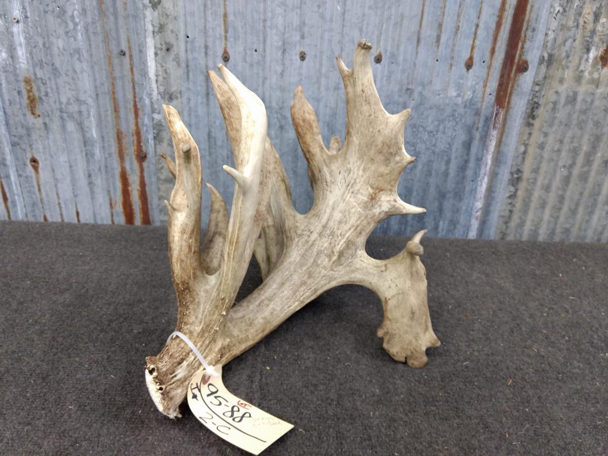 159" Cut Off Antler Turned Into A Shed By Artist Tom Sexton 5 Points Studio 