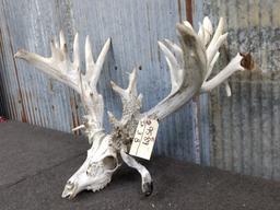 280" Whitetail Rack On Skull With Droptines 