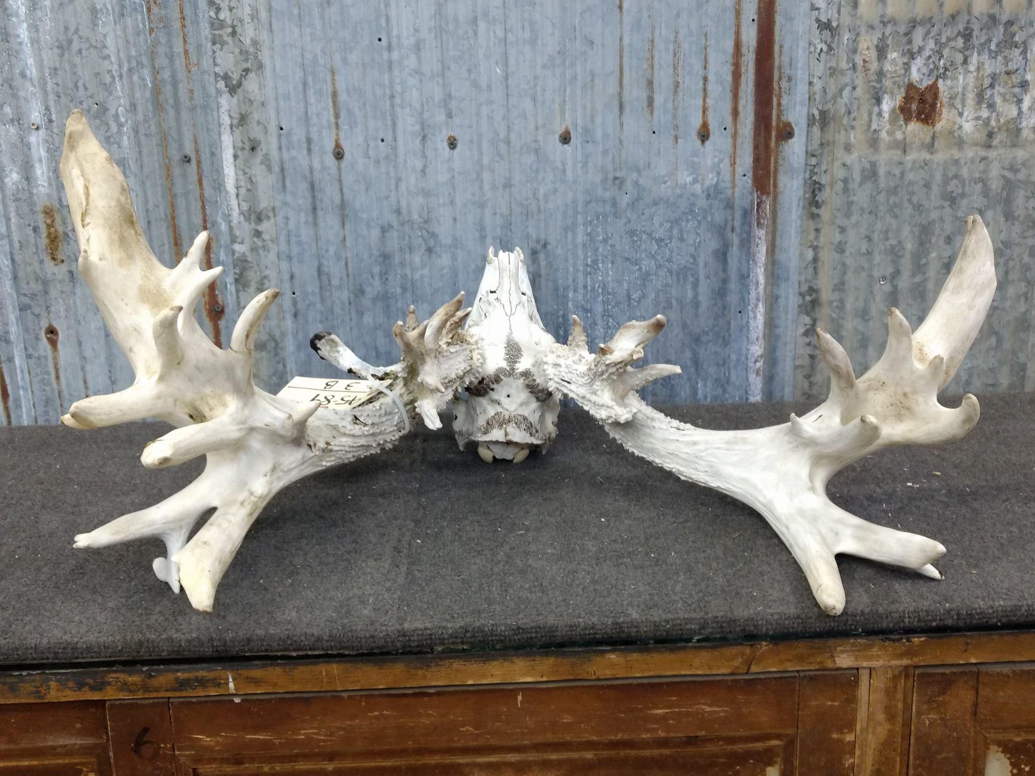 280" Whitetail Rack On Skull With Droptines 