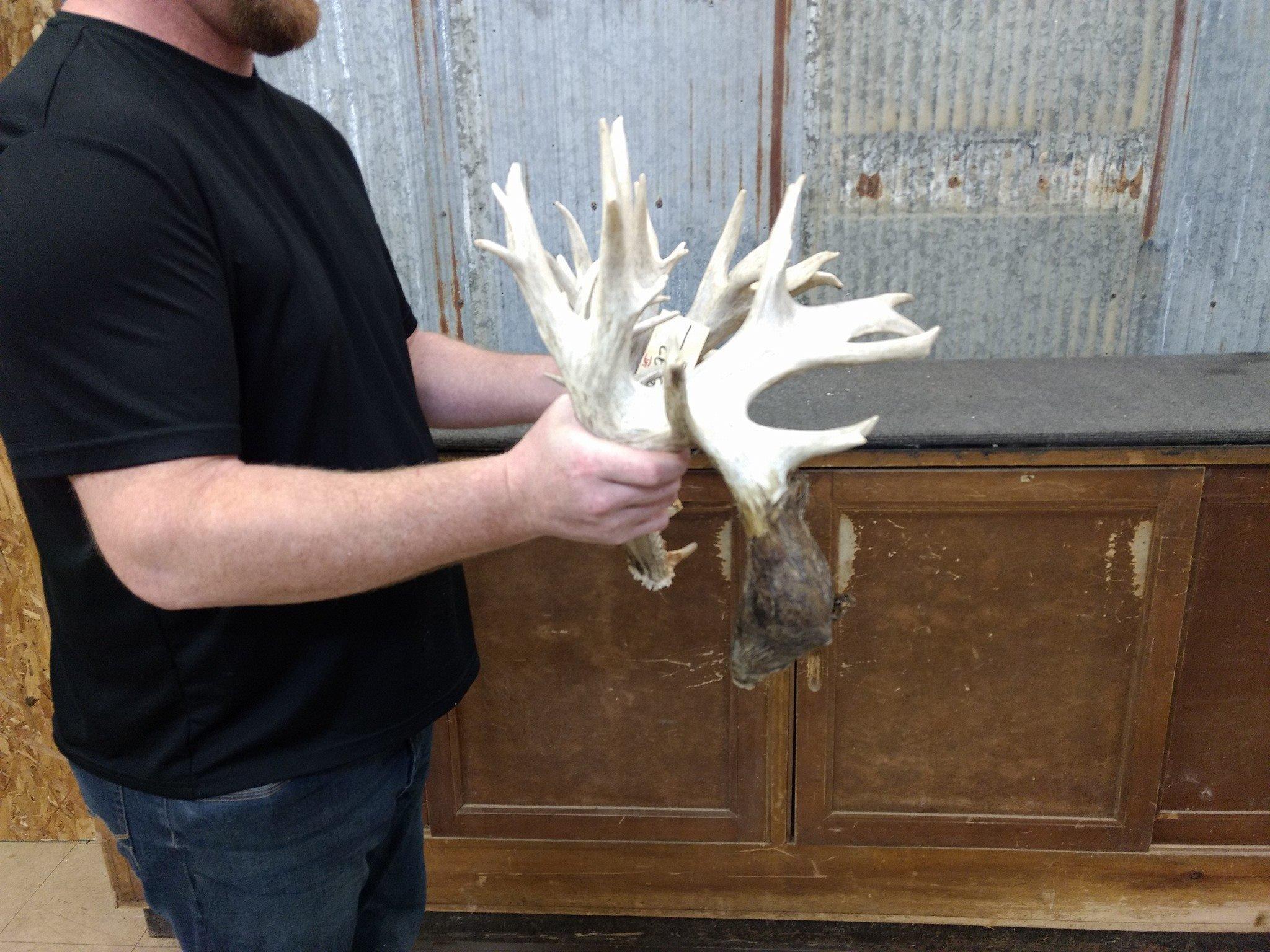 Big Preserve Whitetail Sheds Great Color Right 119" Left 134"