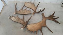 37 lbs of brown Canadian Moose Sheds Great Color Front & Back Premium Antler !