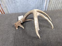 Main Frame 4 point Whitetail Shed with extras