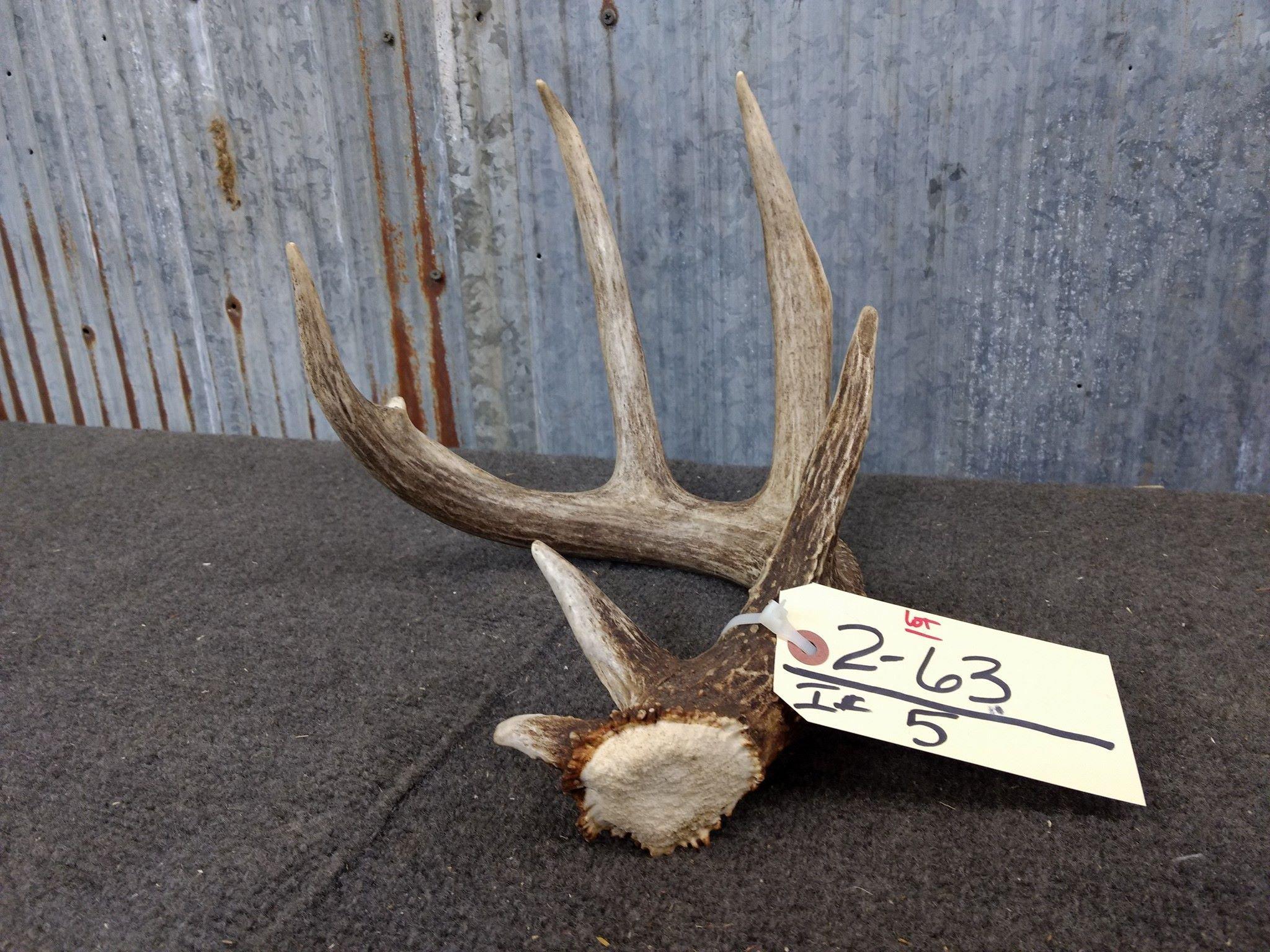 Main Frame 4 point Whitetail Shed with extras