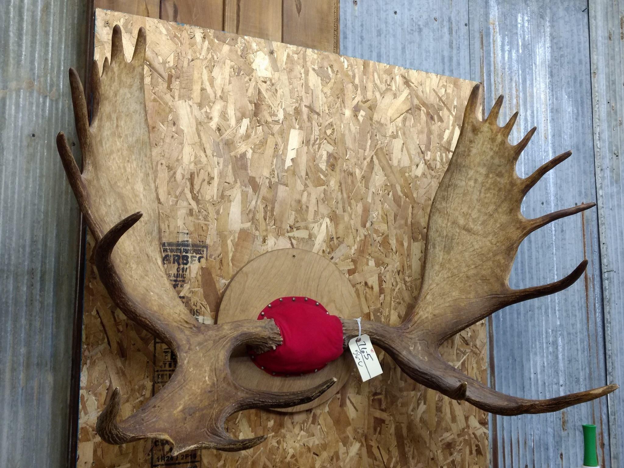 54" Wide Moose Rack On Plaque Great Color Big Palms & Fronts