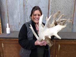 Set of Heavily Palmated Whitetail Sheds 97" & 103" Great Color Massive