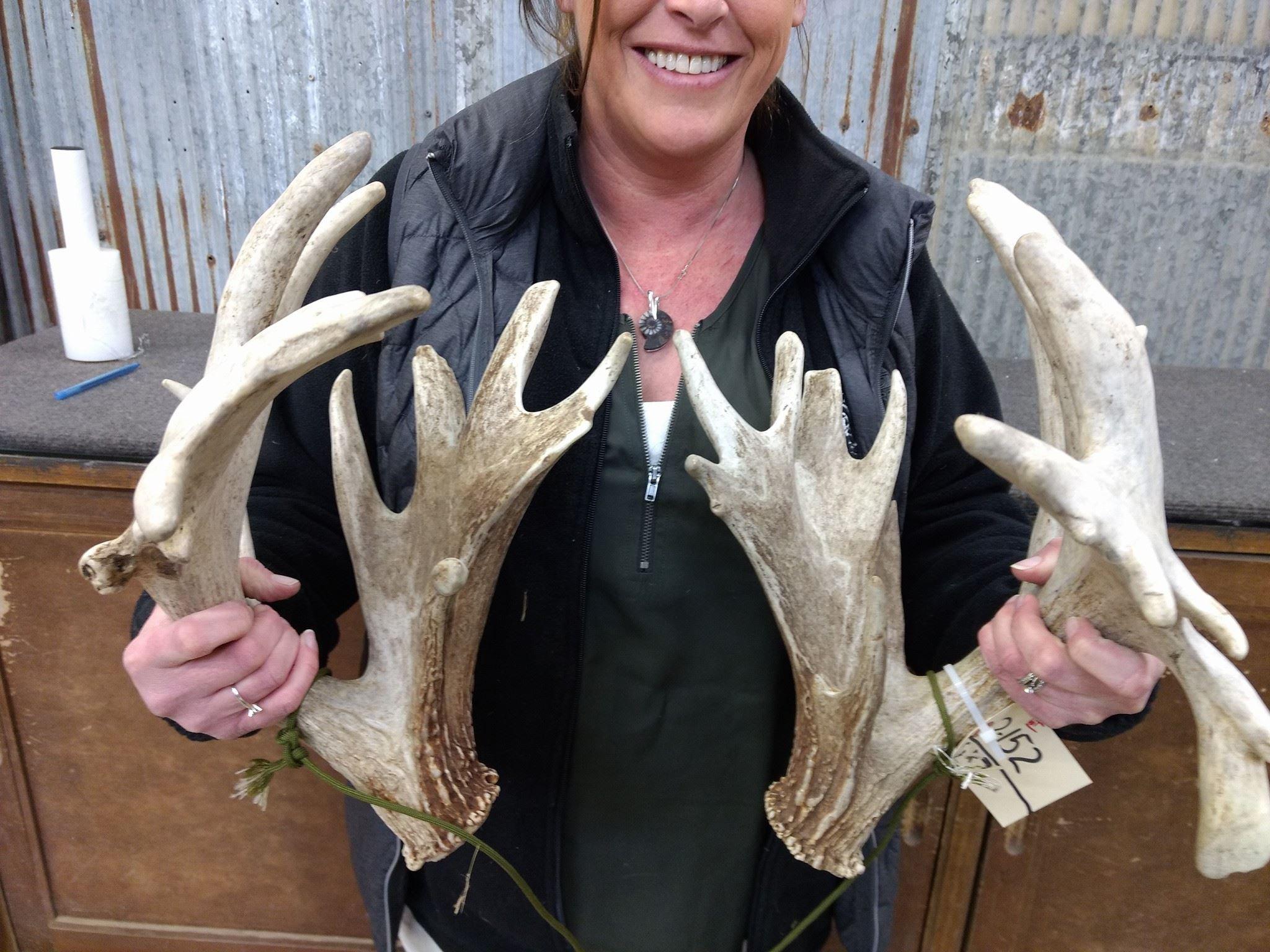 Set of Heavily Palmated Whitetail Sheds 97" & 103" Great Color Massive