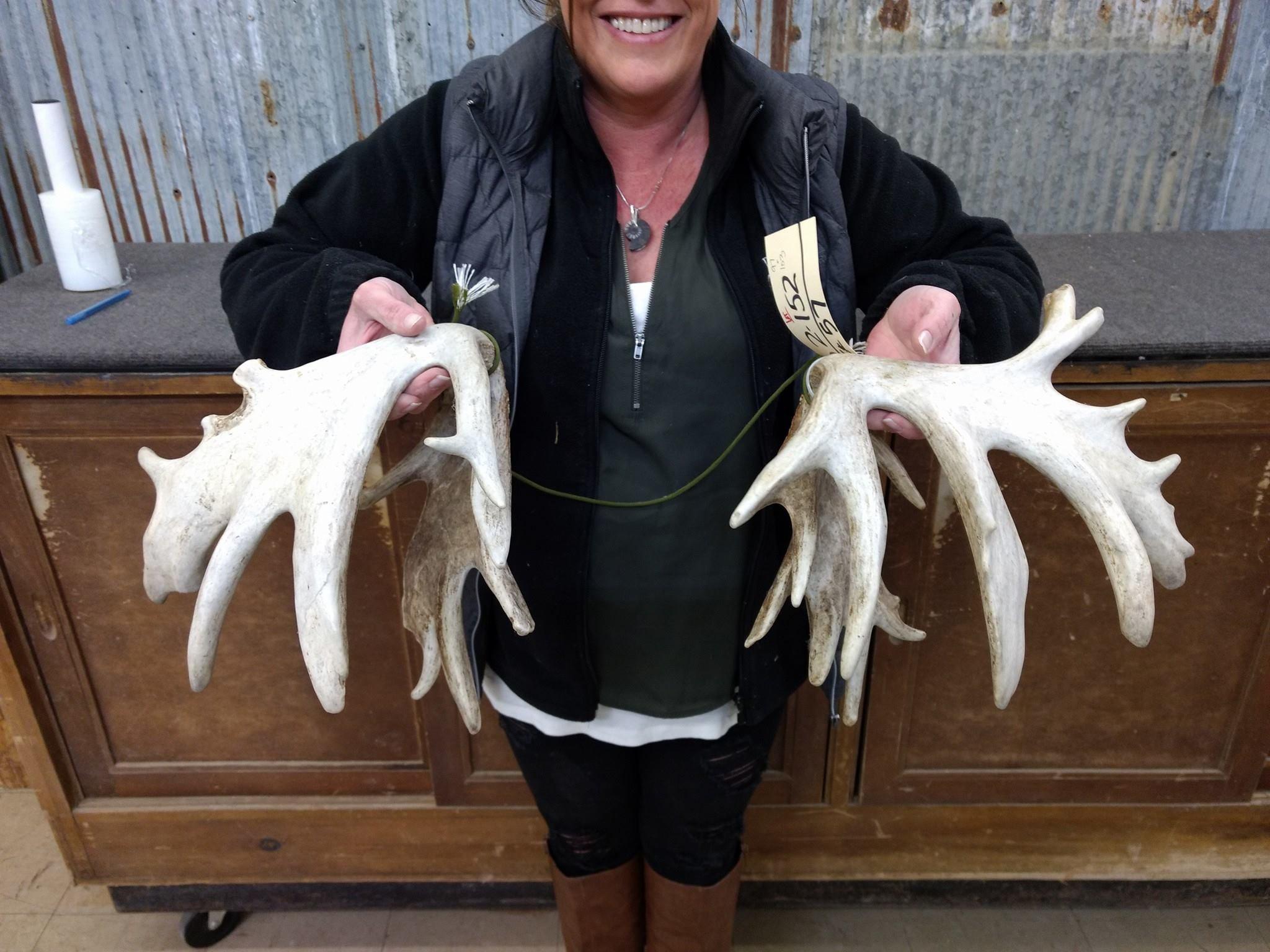 Set of Heavily Palmated Whitetail Sheds 97" & 103" Great Color Massive