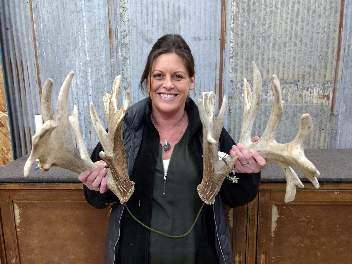 Set of Heavily Palmated Whitetail Sheds 97" & 103" Great Color Massive