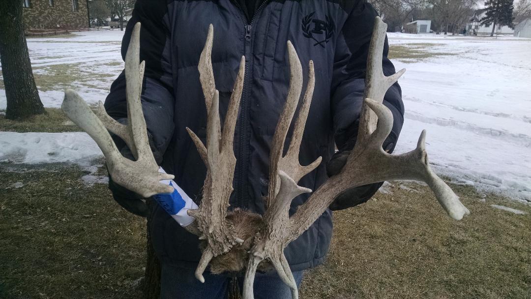 228" Whitetail Rack On Skull Plate Preserve Deer