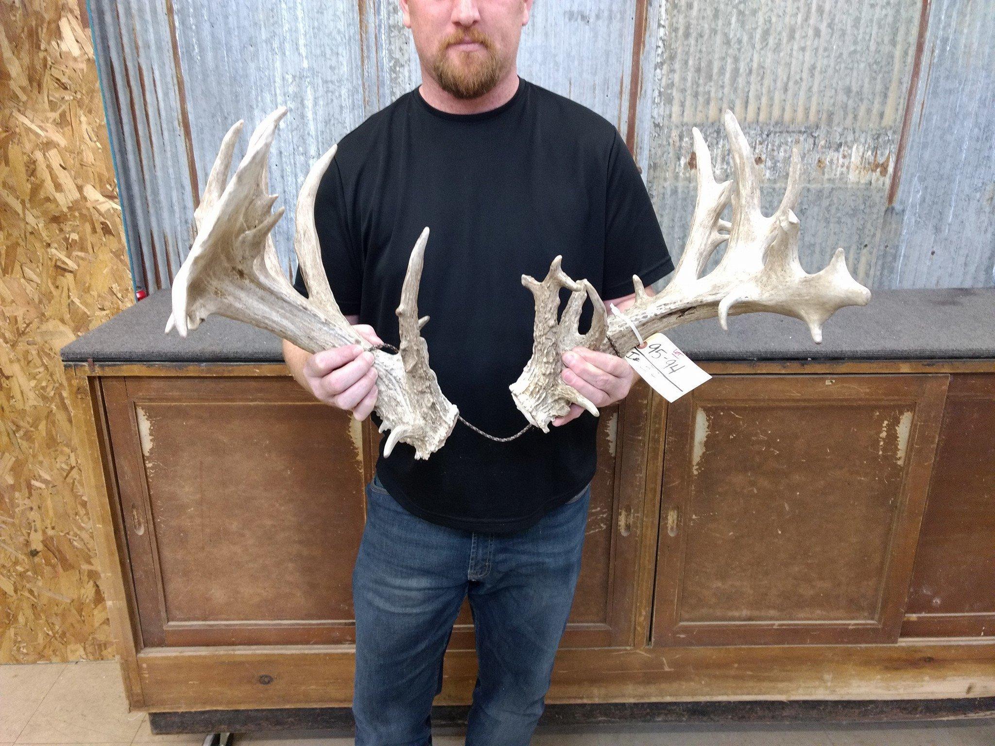 Big Preserve Whitetail Sheds Huge Bases Lots Of Character