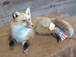 Full Body Mount Red Fox Nice Thick Fur Big Bushy Tail New Mount With Lifetime guarantee