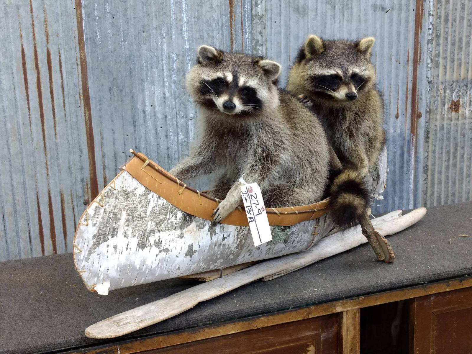 2 Full Body Mount Raccoons In A Birch Bark Canoe New Mount