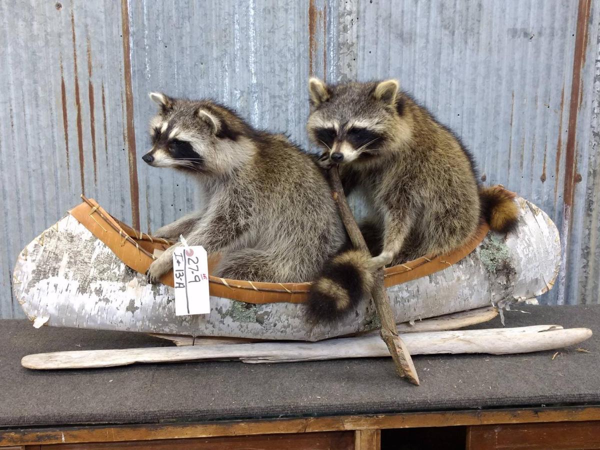 2 Full Body Mount Raccoons In A Birch Bark Canoe New Mount