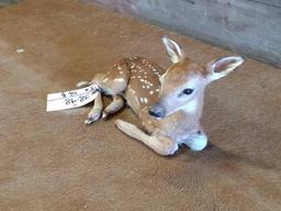 Whitetail Fawn Laying Down Pose Game Farm Specimen 21" long X 9" tall