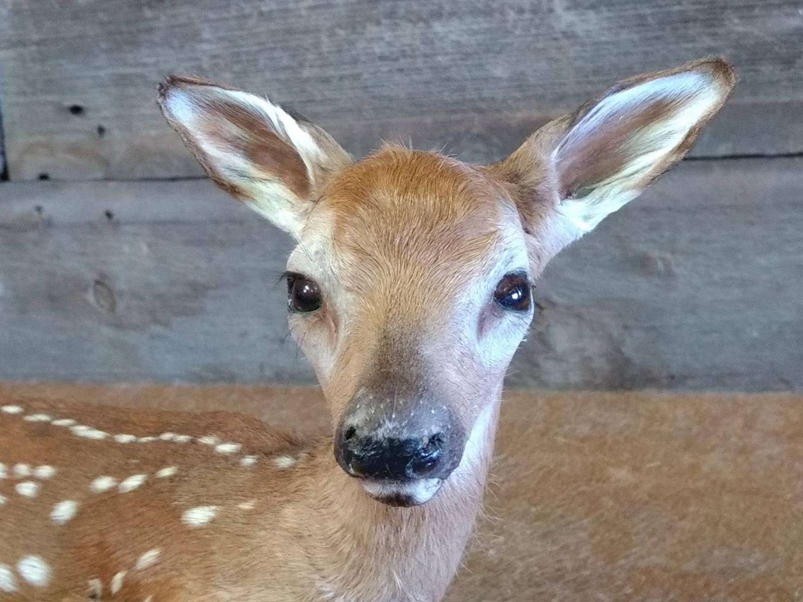 Whitetail Fawn Laying Down Pose Game Farm Specimen 21" long X 9" tall