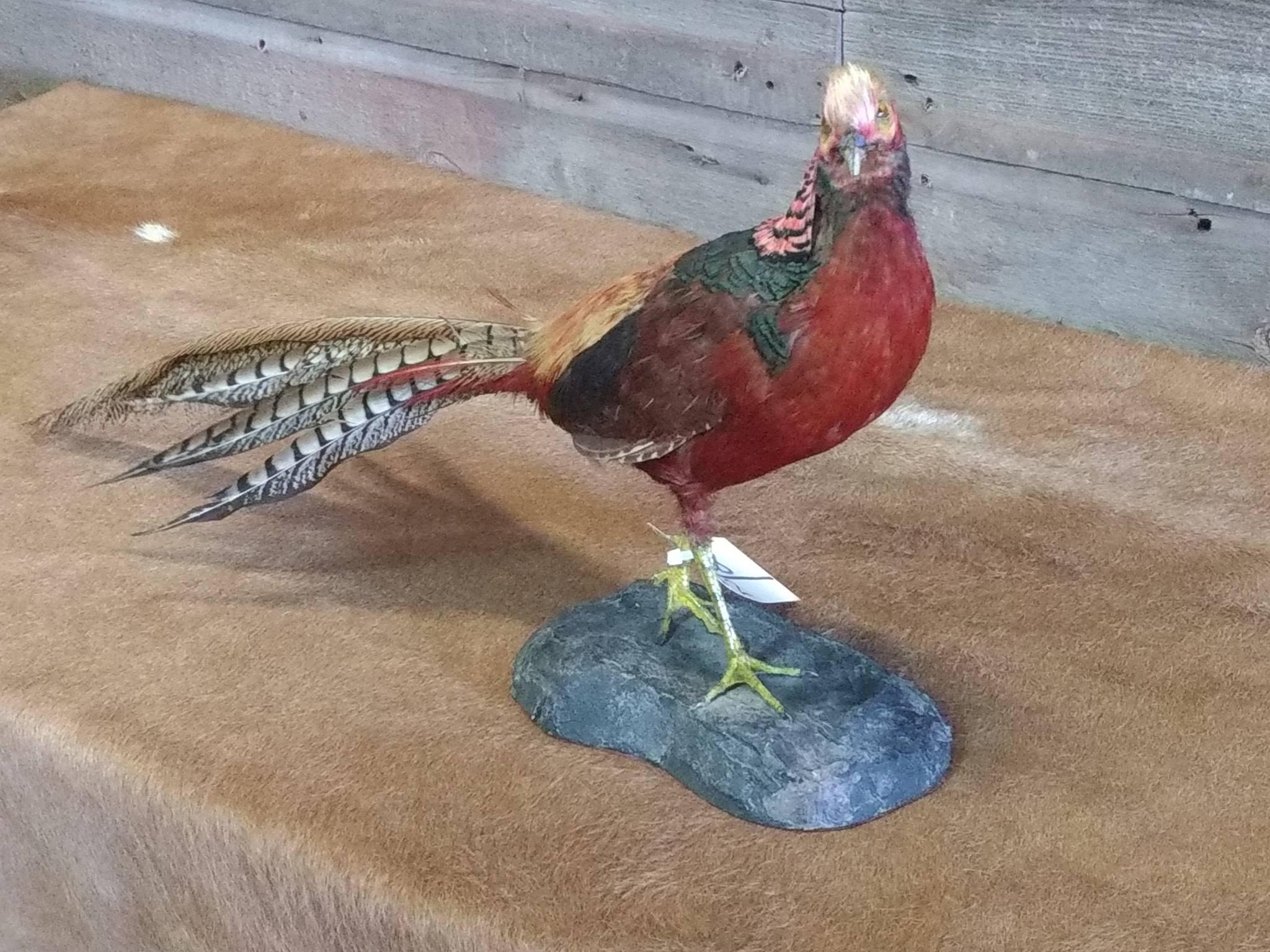 Full Body Mount Golden Pheasant overall dimensions 15" tall X 28" long