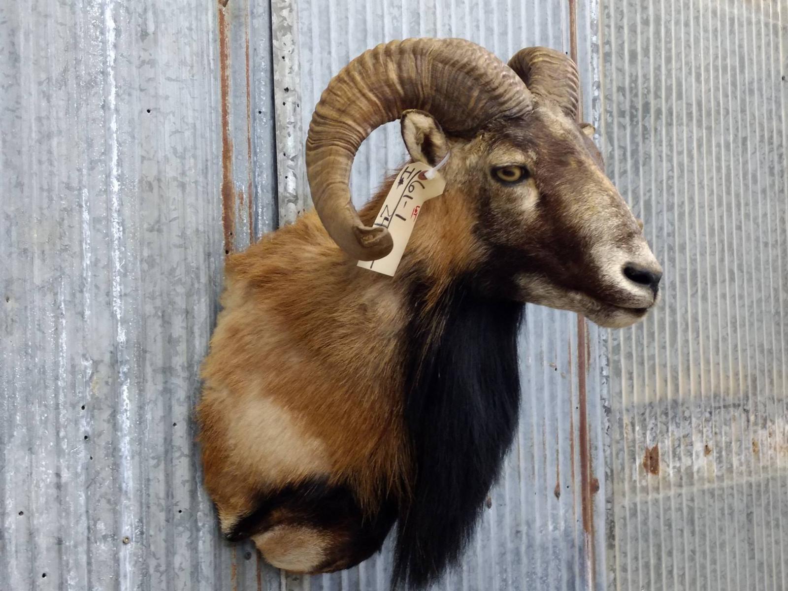 Shoulder Mount Corsican Ram