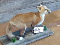 Juvenile Red Fox Full Body Mount 22" long X 14" tall