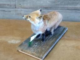 Juvenile Red Fox Full Body Mount 22" long X 14" tall