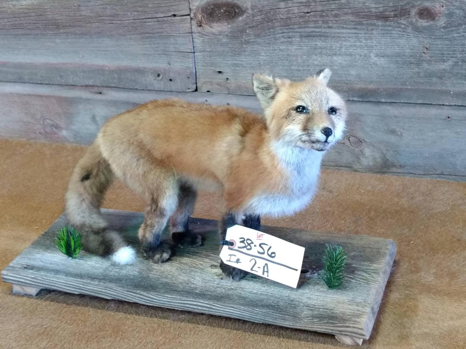 Juvenile Red Fox Full Body Mount 22" long X 14" tall