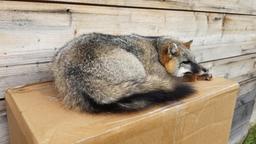 Outstanding Full Body Mount Grey Fox Relaxed Laying Down Pose Taxidermy