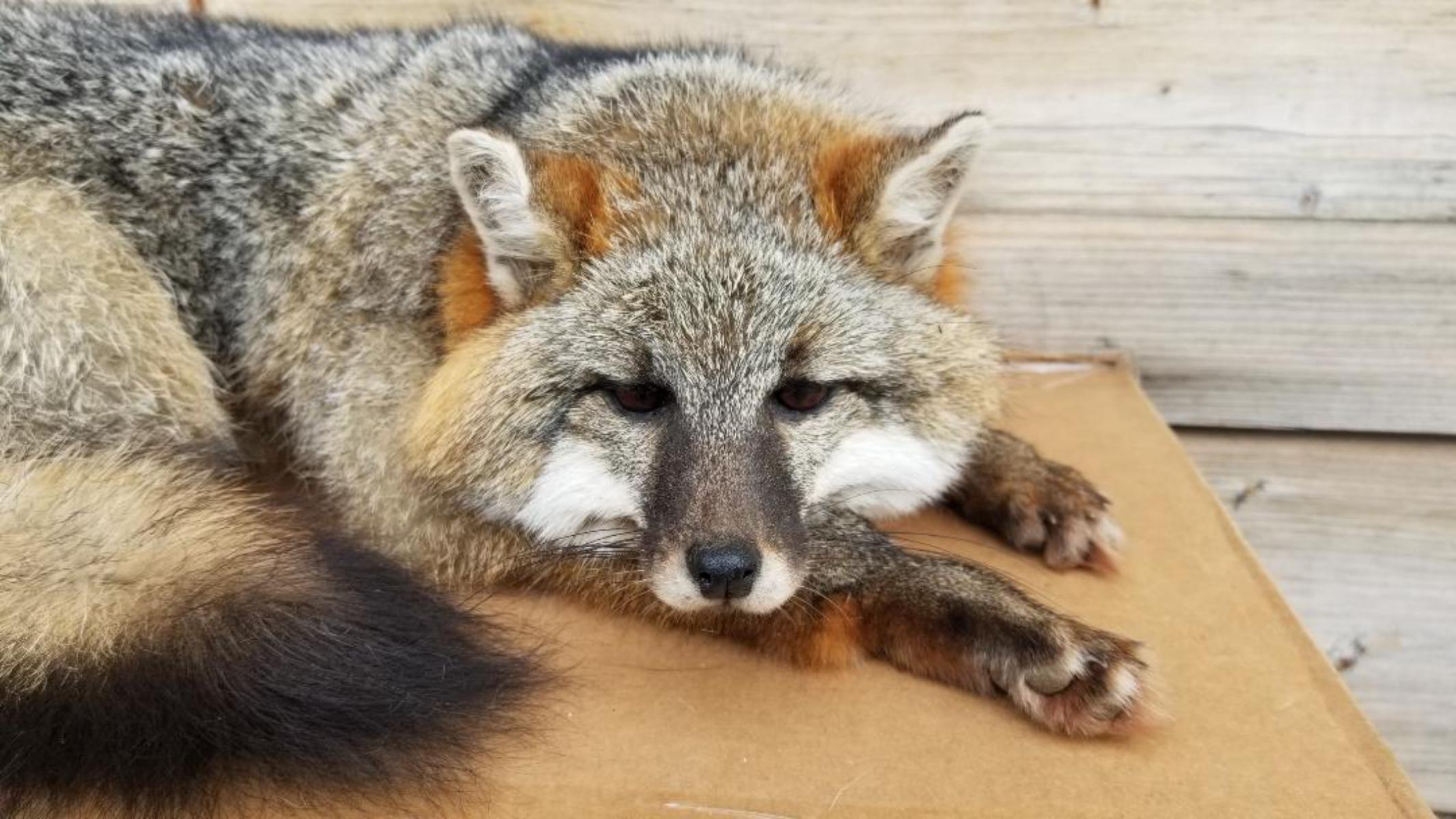 Outstanding Full Body Mount Grey Fox Relaxed Laying Down Pose Taxidermy