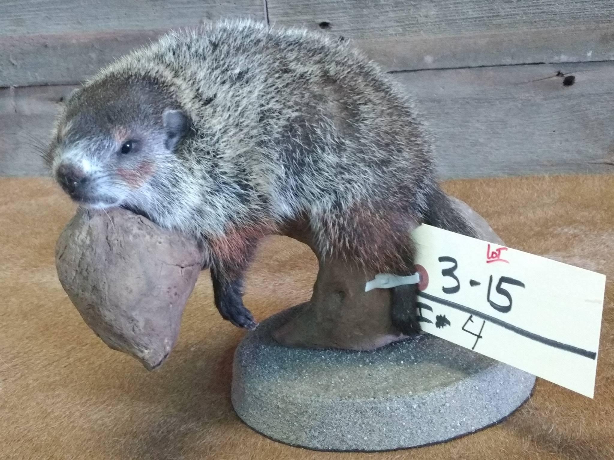 Cute Little Baby Groundhog Relaxing On Drift Wood New Full Body Mount