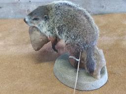 Cute Little Baby Groundhog Relaxing On Drift Wood New Full Body Mount