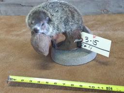 Cute Little Baby Groundhog Relaxing On Drift Wood New Full Body Mount