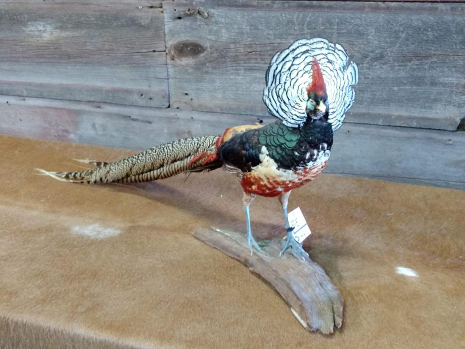 Lady Amherst Full Body Mount Pheasant 43" long X 18" tall