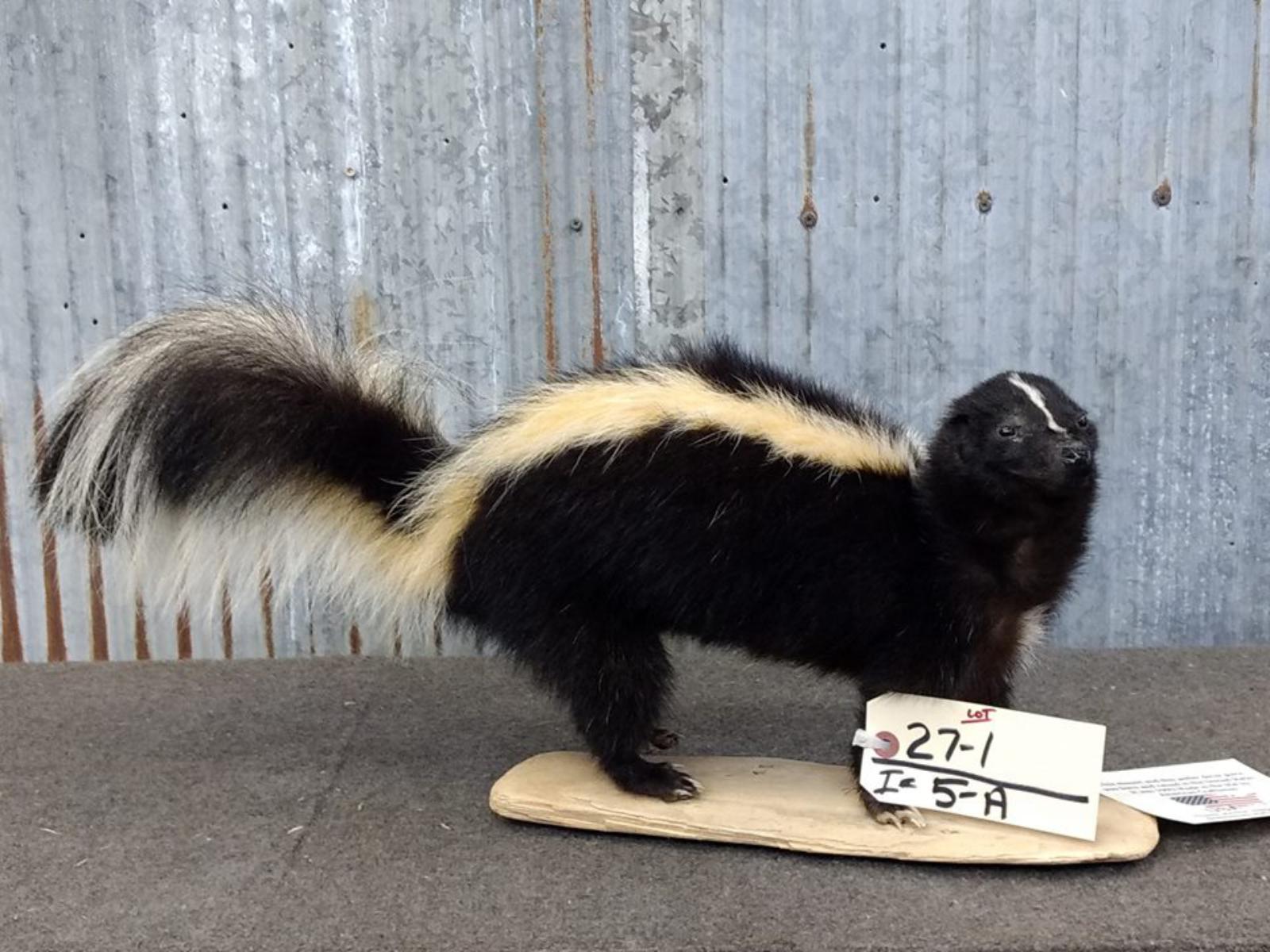 Full Body Mount Skunk New Mount overall dimensions 24" long X 11" tall