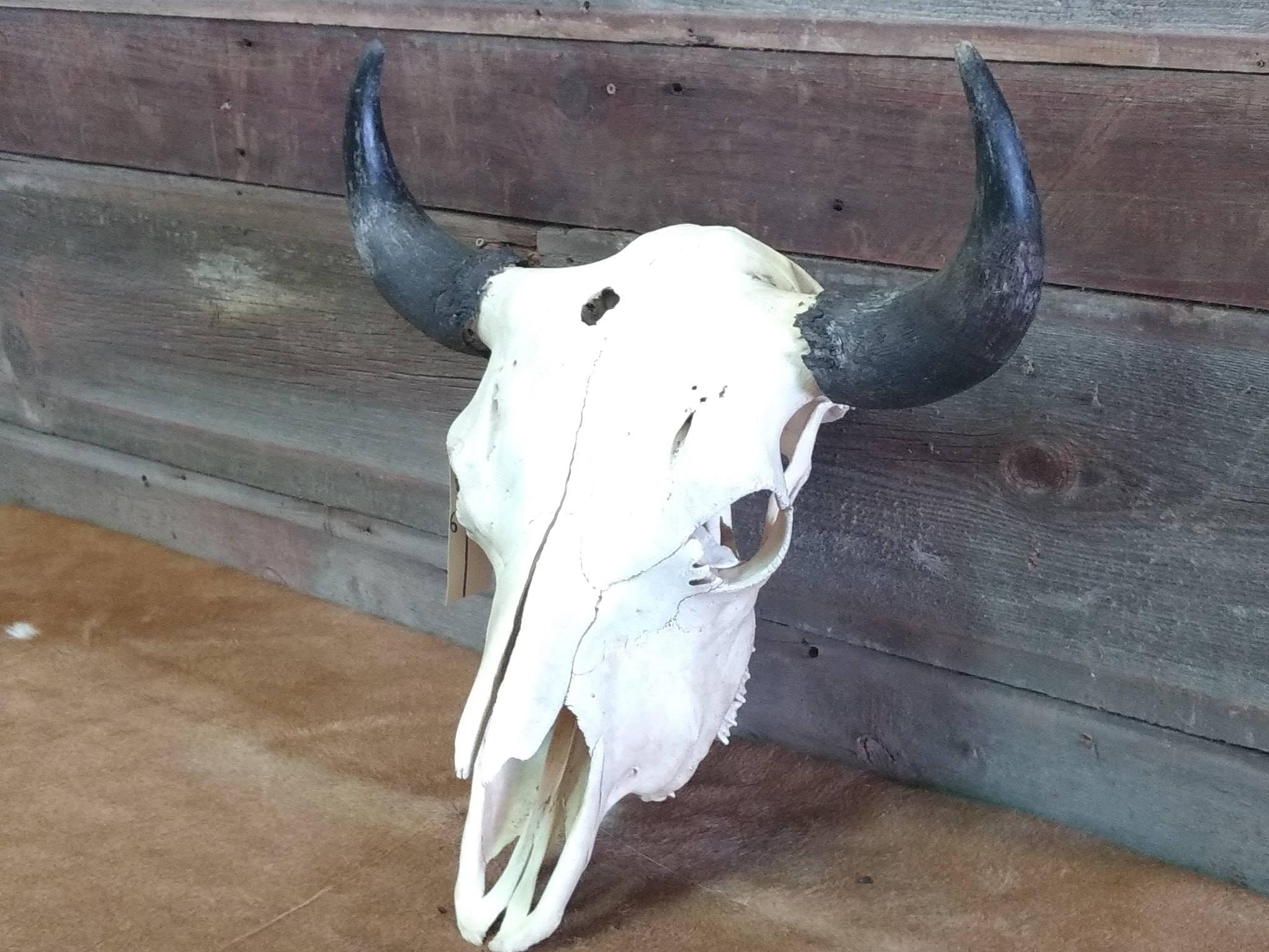 Large Herd Bull Buffalo Skull Professionally Cleaned & Whitened 24" Horn Spread