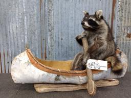 Full Body Mount Raccoon In Native American Made Birch Bark Canoe