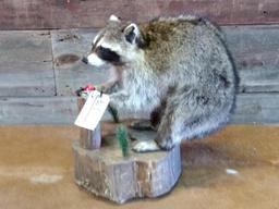 Full Body Mount Raccoon Eating An Apple 21" tall X 21" long x12" wide