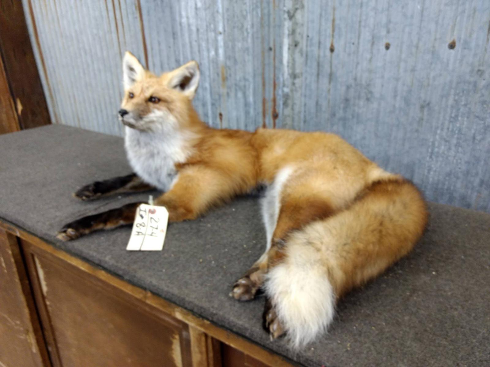 Full Body Mount Red Fox Laying Pose New Mount