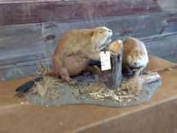 2 Full Body Mount Beavers On Habitat Base