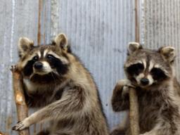 2 Full Body Mount Raccoons In A Birch Bark Canoe New Mount