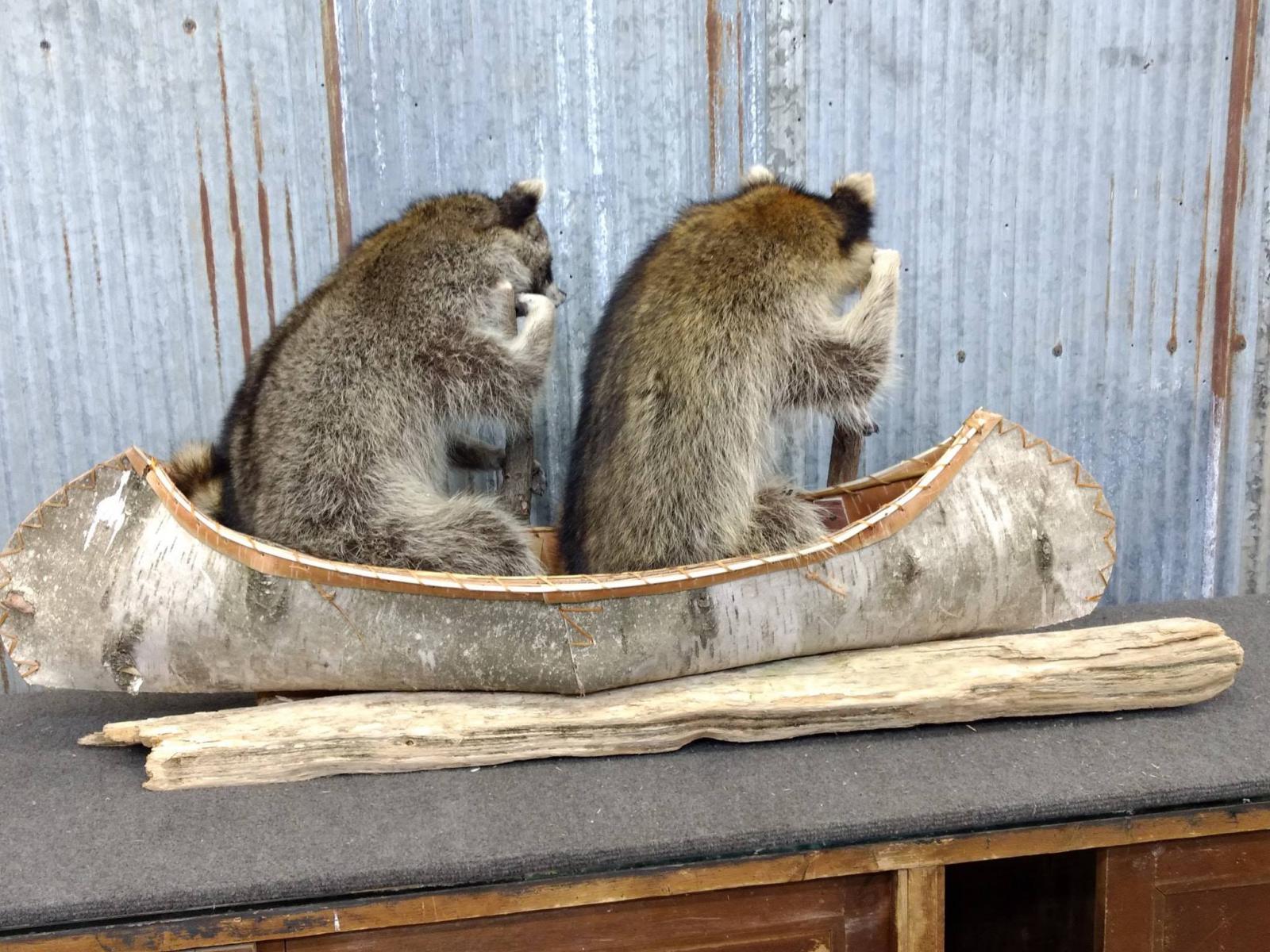 2 Full Body Mount Raccoons In A Birch Bark Canoe New Mount