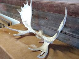 38" Moose Rack On Skull Plate